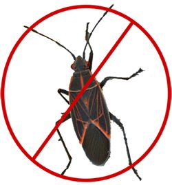 Boxelder Bug